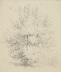 Zeichnung eines Baumes